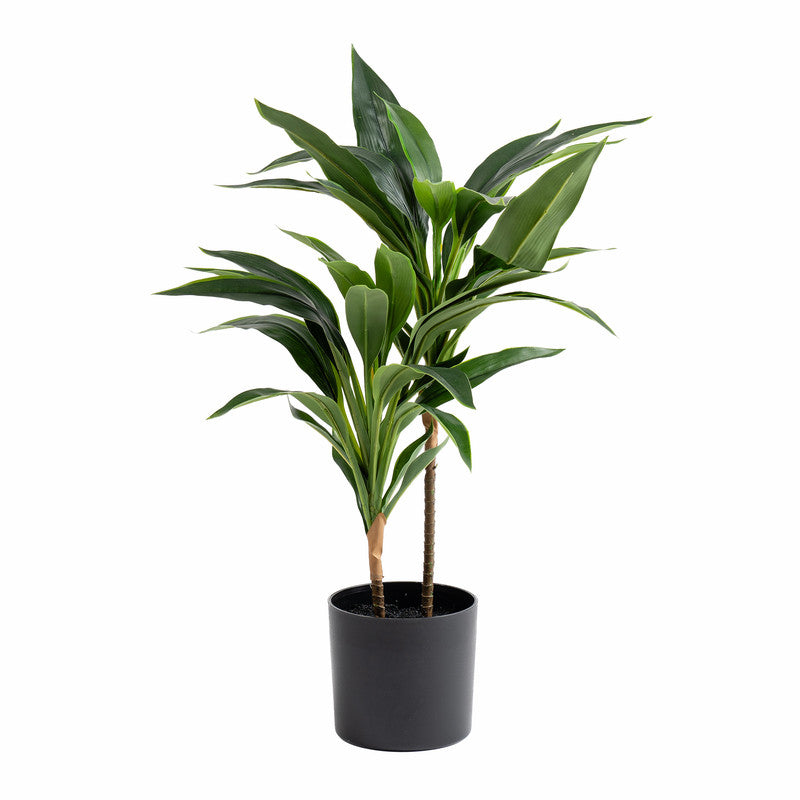 60cm Real Touch Dracaena Plant